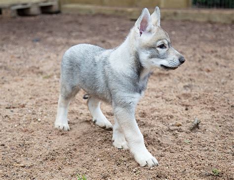 Accalia Saarloos Wolfdogs | Puppies