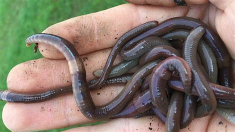 Jumping ‘snake worms’ are invading U.S. forests