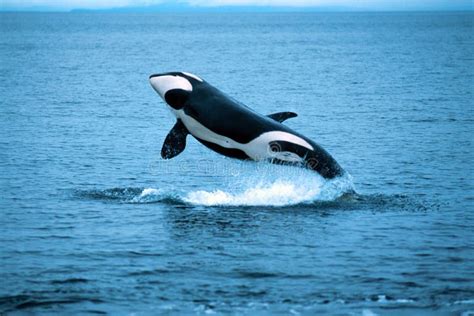 Killer Whale Breaching (Orcinus Orca), Alaska, Southeast Alaska, Stock Image - Image of whale ...