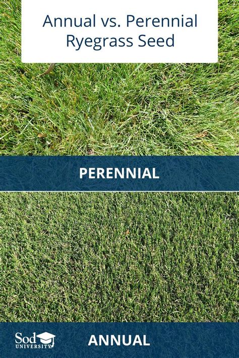 Annual vs. Perennial Ryegrass Seed | Sod Solutions in 2023 | Perennial ryegrass, Annuals vs ...