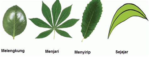 Beda Daun Dikotil dan Monokotil (237)