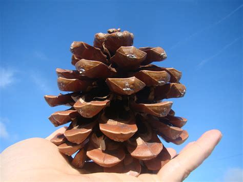 Umbrella Pine, PINUS PINEA, evergreen conifer tree, edible seeds 15-20 ...