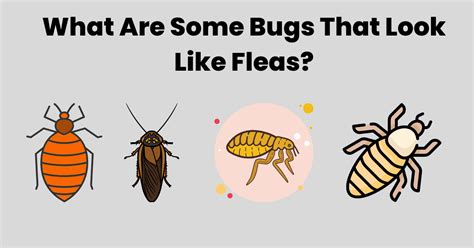 What Are Some Bugs That Look Like Fleas? (Photo Comparisons)