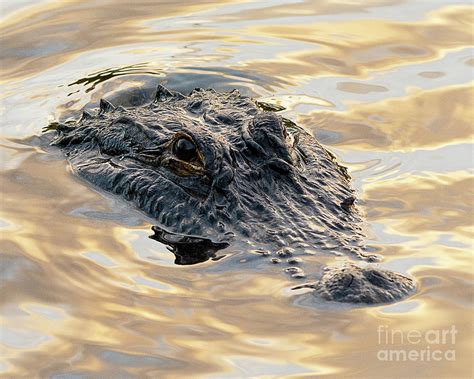 Alligator Hunting Photograph by Dennis Hammer - Fine Art America