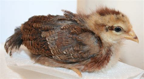 4 week old Welsummer Pullet or Roo??? | Page 2 | BackYard Chickens - Learn How to Raise Chickens