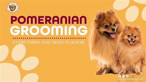 Pomeranian Care Guide | Brooklyn Pet Spa