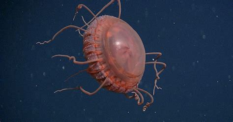 Scientists Capture Brand-New Deep-Sea Jellyfish Species on Camera | PetaPixel