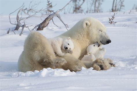 It's Play Time Newborn Polar Bears & Cubs!