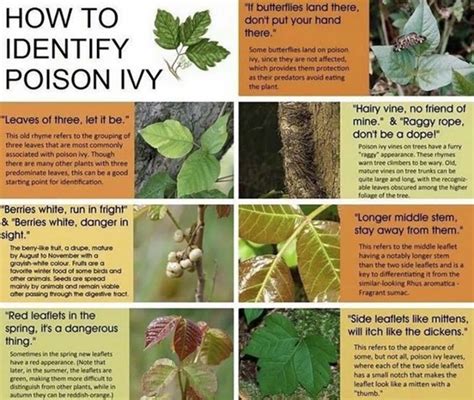 How to Identify: Poison Ivy – Closter Nature Center