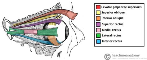 The Extraocular Muscles - The Eyelid - Eye Movement - TeachMeAnatomy