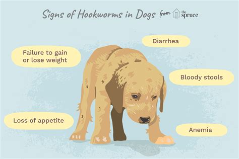 Signs Of Hookworms In Dogs