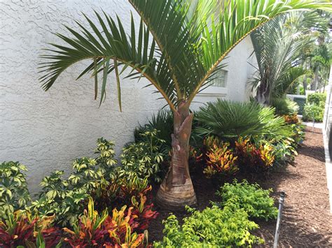 Tropical Palm Trees For Landscaping