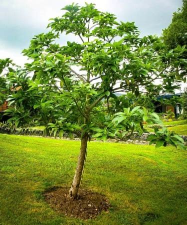 Avocado Tree Care | How to Properly Care for Avocado Trees