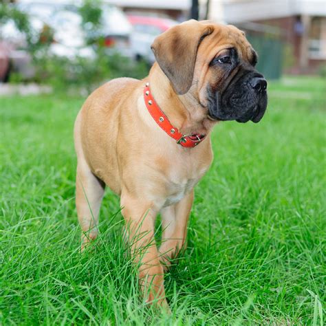 Bullmastiff puppies...puppyhood and beyond