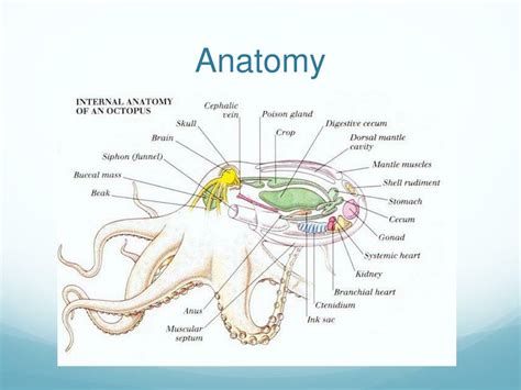 PPT - Blue Ring Octopus PowerPoint Presentation, free download - ID:2463605