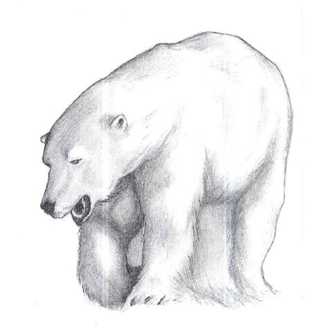 Polar Bear - Drawing Skill