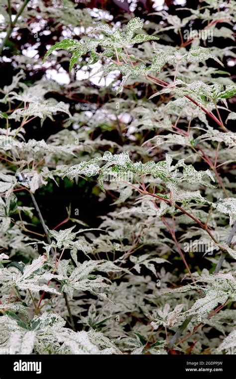 Acer palmatum ‘Ukigumo’ Japanese maple Ukigumo – small palmate cream leaves mottled dark green ...