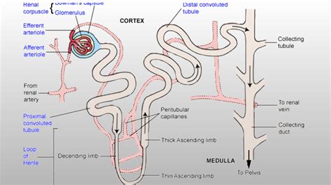 Physiology of urine formation - Pharmacy Gyan