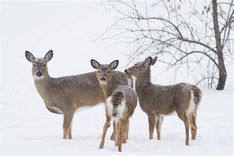 Baby Deer in Snow Fall Looking at Camera Stock Photo - Image of baby ...