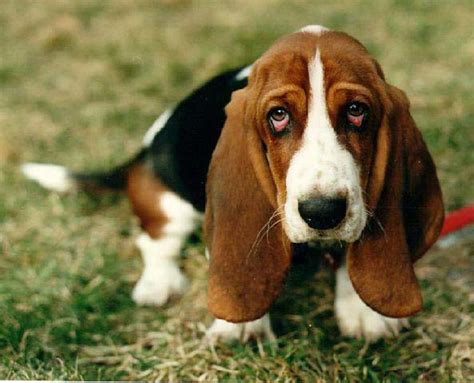 Basset Hound Breed Guide - Learn about the Basset Hound.