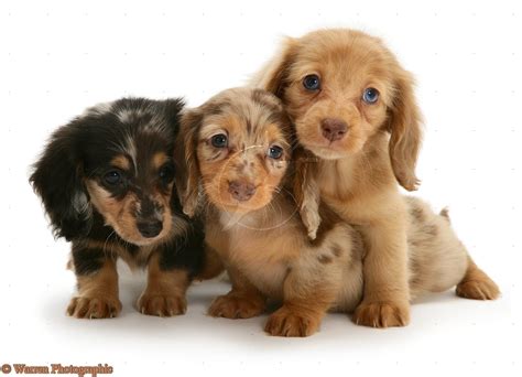 Cute Puppy Dogs: long haired miniature dachshund puppies