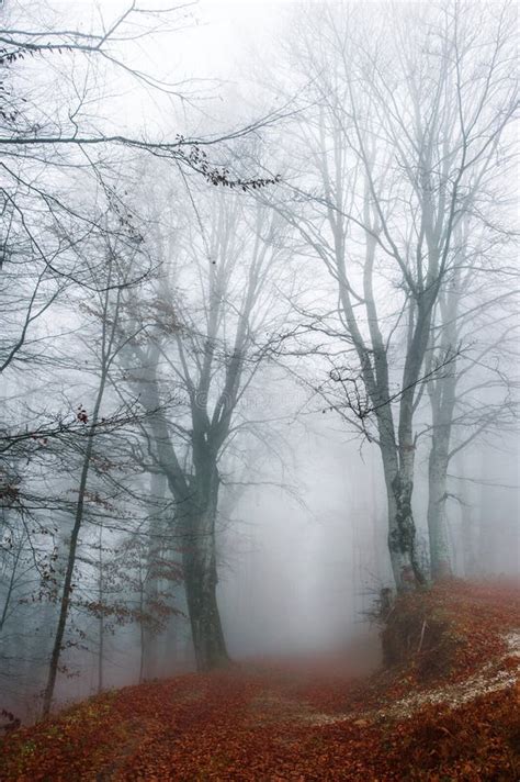 Misty forest path stock photo. Image of autumn, glow - 111340596