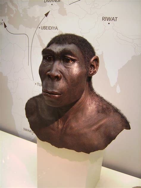 What it means to be a human: Homo erectus