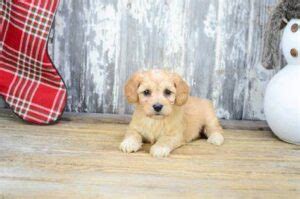 Pomchi Puppies For Sale: Top 4 Breeders! (2023) - We Love Doodles