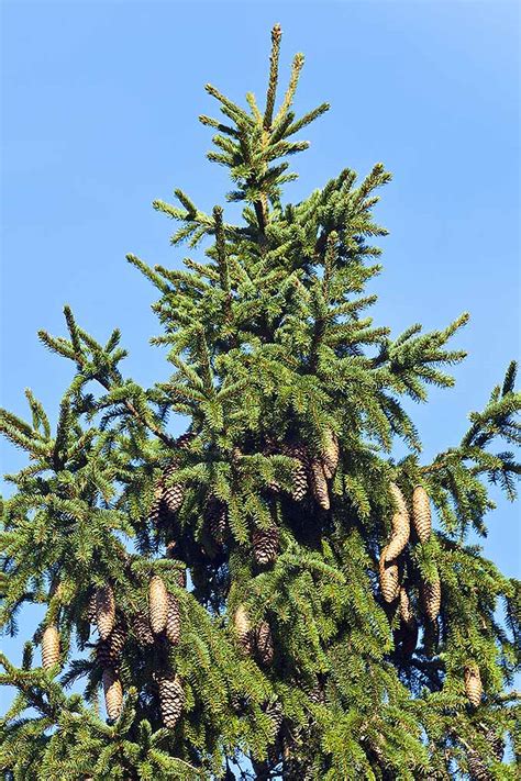 Pine Tree Leaves Identification