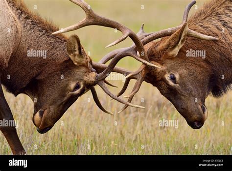 Elk fighting hi-res stock photography and images - Alamy