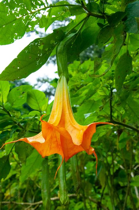 Premium Photo | Drug plant datura flower medicine poison flower