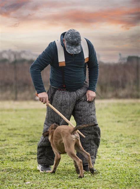 Training of Belgian Shepherd Stock Image - Image of safety, police: 238762505