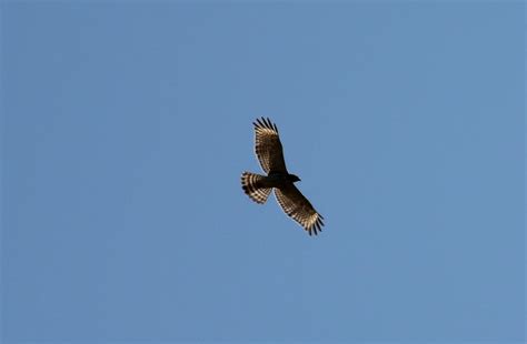 Fall Hawk Migration Alabama Gulf Coast: 2011 Fall Hawk Migration ...