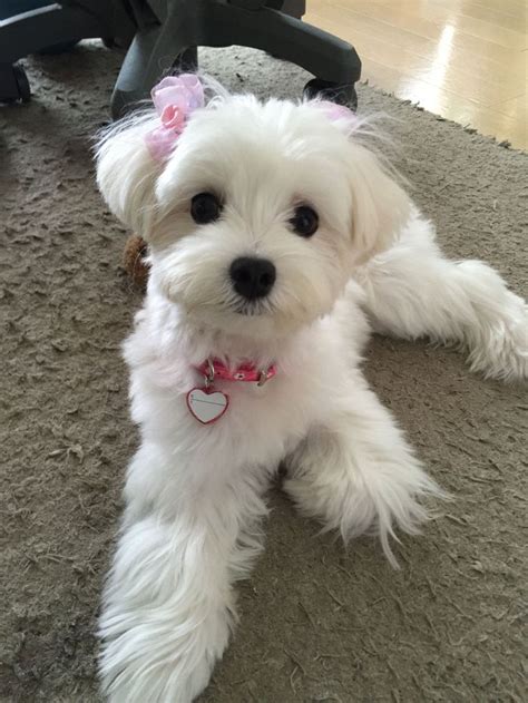 Beautiful Maltese. | Maltese dogs, Maltese puppy, Dog haircuts