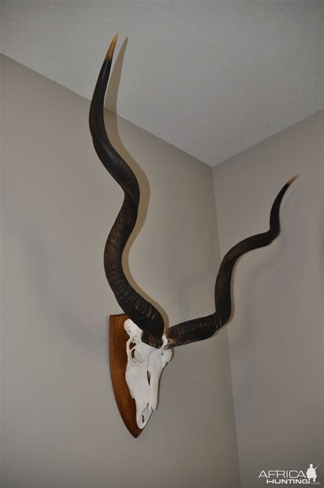 Kudu European Skull Mount Taxidermy | AfricaHunting.com