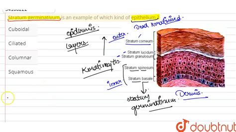 Stratum germinativum is an example of which kind of epithelium ? - YouTube