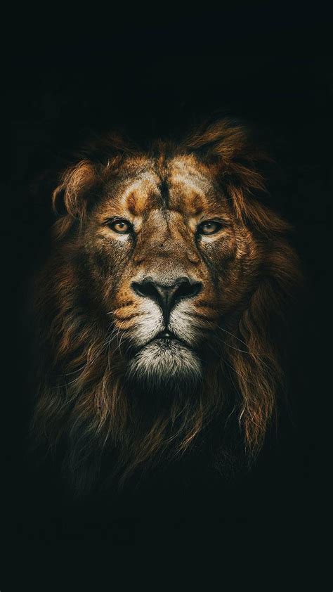 Cool Iphone Lion, lion aesthetic HD phone wallpaper | Pxfuel