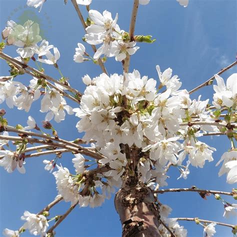 Rochelle Wallace: Weeping Flowering Cherry Tree Varieties - Complete Guide To Weeping Cherry ...