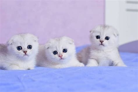 Scottish Fold Kittens: Characteristics, Care, and Adoption - IssueWire