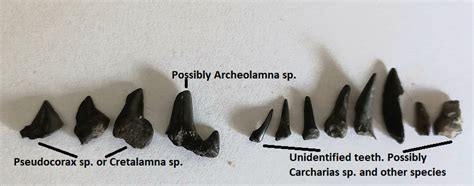 Early (Early) Maastrichtian fossils - late Cretaceous the Netherlands - Fossil Hunting Trips ...