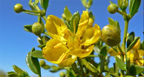 Larrea tridentata - annafiore.org