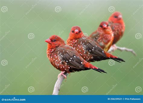 Flock of Red Avadavat or Strawberry Finch Birds Transparent into Breeding Plumage with Vivid Red ...