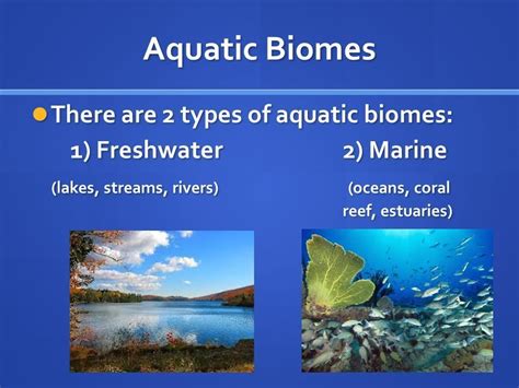 Science Aquatic Ecosystem/Biome Diagram | Quizlet