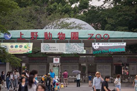 Ueno Zoo: Panda Viewing in Tokyo | japanistry.com