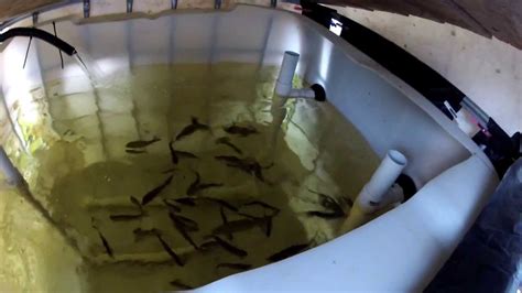 Trout Aquaponics Tank | Aquaponics Build