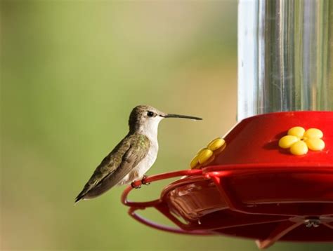 Using Hummingbird Feeders | ThriftyFun