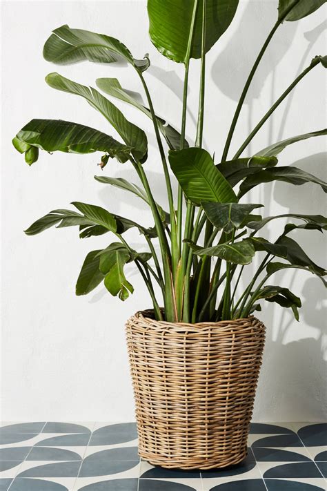 Rattan Basket Planter | Basket planters, Indoor plants, Small ...