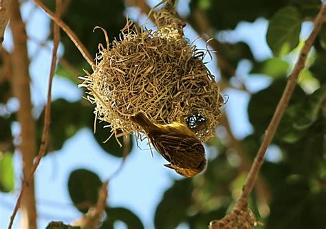 Sparrow Making Nest · Free Stock Photo