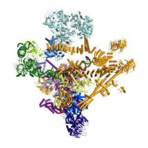 Structure of the catalytic spliceosome - MRC Laboratory of Molecular Biology