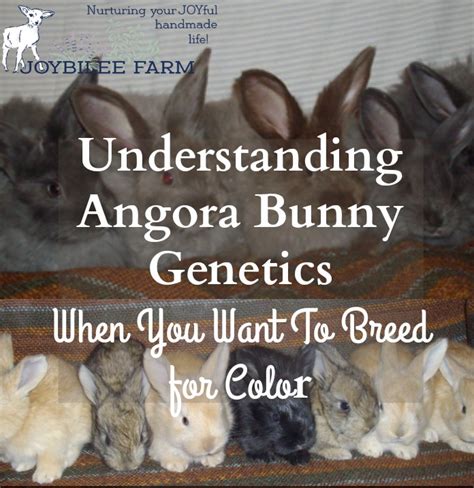 Understanding Angora Bunny Genetics When You Want To Breed for Colour ...